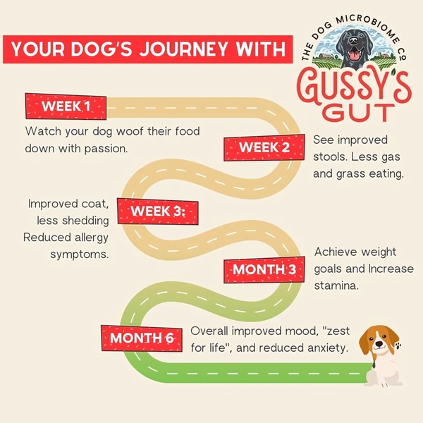 An educational infographic style ad showing a clear, month-by-month timeline of health improvements for dogs using a gut health supplement.
